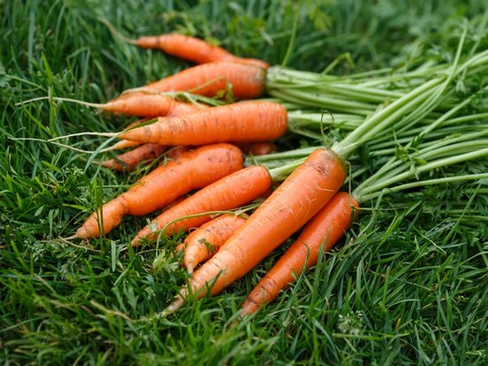 Свойства морковной ботвы