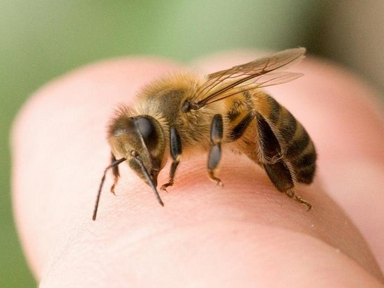 Лечение укусами пчел