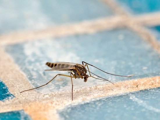 Как летом избавиться от комаров: практические советы