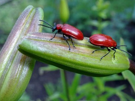 Как избавиться от красных жуков на лилиях?