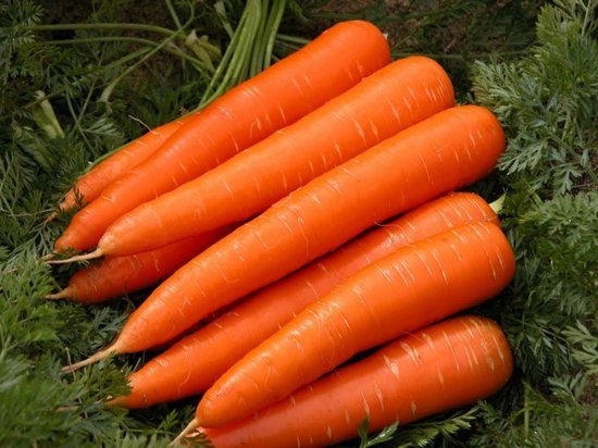 Как вырастить на огороде крупную и сладкую морковку: полезные советы