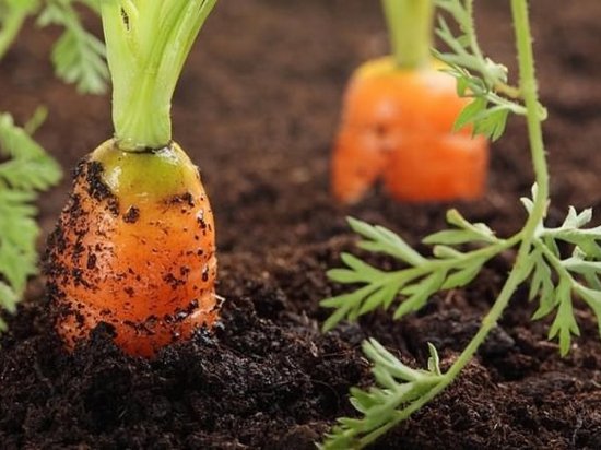 Как правильно и когда нужно прореживать морковь: полезные советы