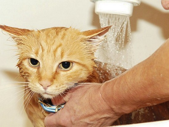 Как купать кошку и часто ли это нужно делать?