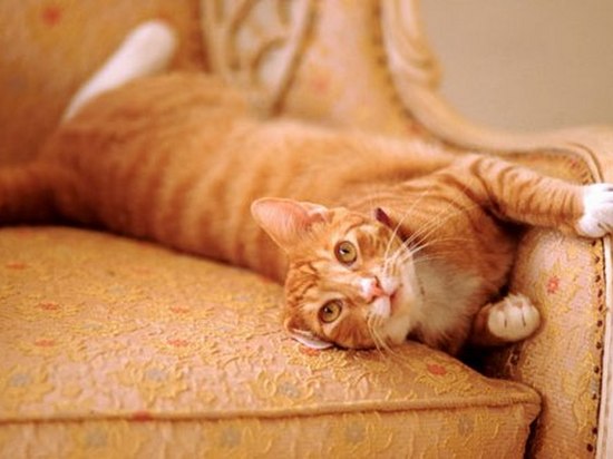 Как вывести запах кошачьей мочи с дивана?