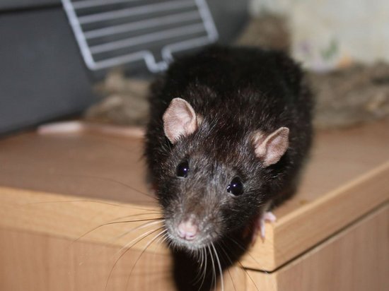 Как избавиться от крыс в доме или квартире?