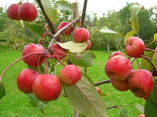 Уход за яблоней весной и борьба с вредителями чтобы сохранить и увеличить урожай яблок