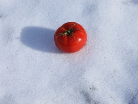 Посев томатов под зиму в открытый грунт. Как посеять?