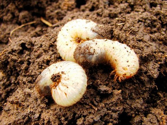 Борьба с личинками майского жука на огороде. Простые средства