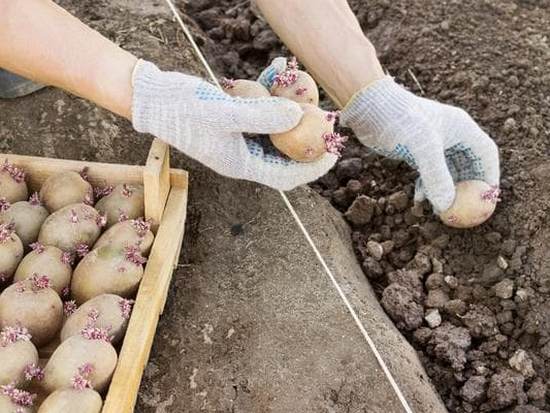 Когда сажать картофель в открытый грунт и как делать это правильно?