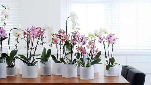 Что происходит в домах, где есть белые орхидеи