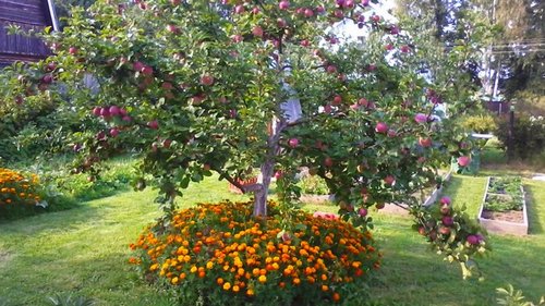 С какими растениями нельзя сажать яблоню по соседству