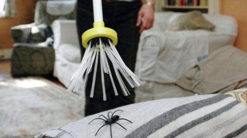 Что будет с домом, где появилось много пауков