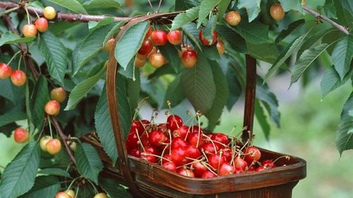 Как защитить урожай смородины, черешни и других ягод от птиц?