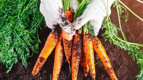 Морковь, клубника и еще 6 растений, которые обожают золу