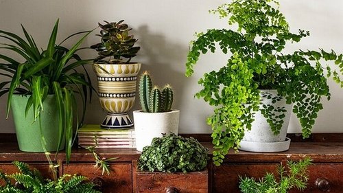 10 плюсов комнатных растений! Почему в квартире их должно быть много