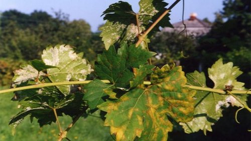 Самые распространенные болезни винограда и методы борьбы с ними