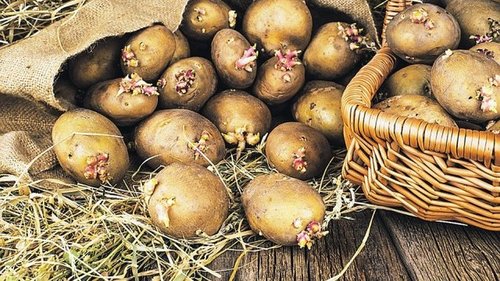 5 народных примет и секреты для выращивания картофеля