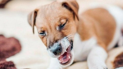 Типы кашля у собак и их диагностика