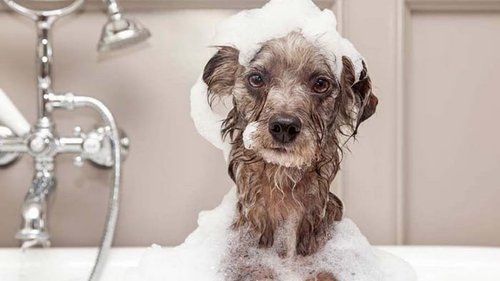 Чем можно помыть собаку, если в доме нет специального шампуня