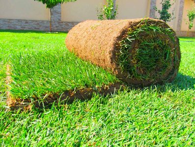 Не газон, а загляденье: 5 правил ухода за газонной травой