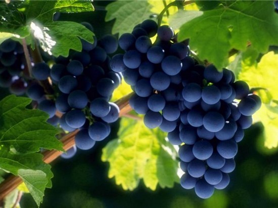 Лечение виноградом, амелотерапия