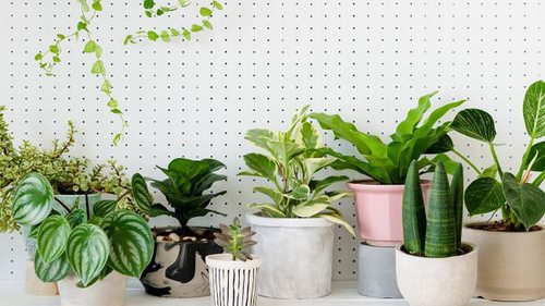 Самые частые ошибки, которые вы совершаете при покупке комнатных растений