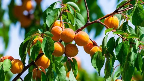 Что нельзя сажать под абрикосом: загубите весь урожай