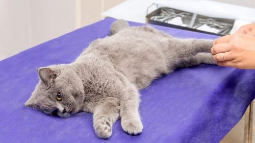 Нужно ли стерилизовать кошку и почему