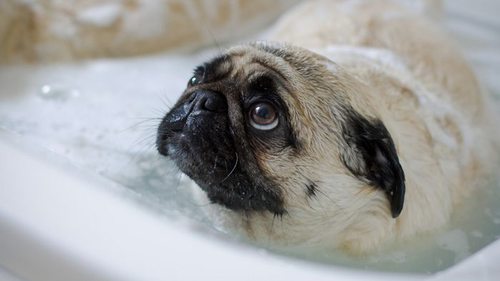 Как правильно помыть свою собаку, чтобы она вас не разлюбила
