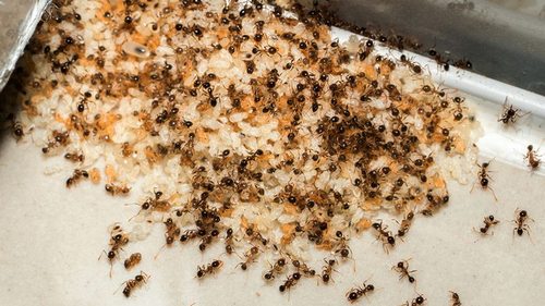 Как избавиться от муравьев в доме: опытные хозяйки давно пользуются этими методами