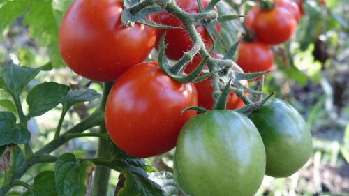 Подкормите помидоры этими каплями и кусты завалят вас мясистыми плодами