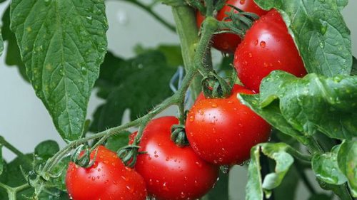 Как поливать помидоры, чтобы ветки ломались от плодов