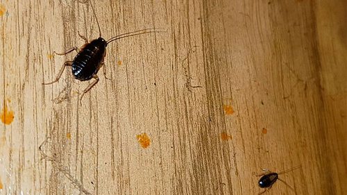 Почему появляются насекомые в доме: эзотерика и народные приметы