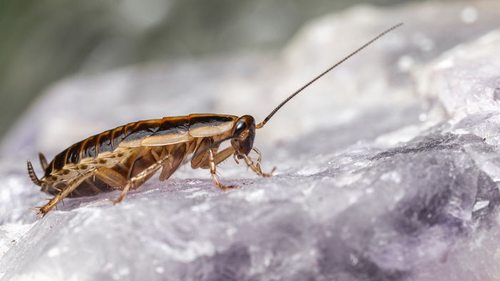 Травим тараканов раз и навсегда: суперлайфхак, проверенный на практике