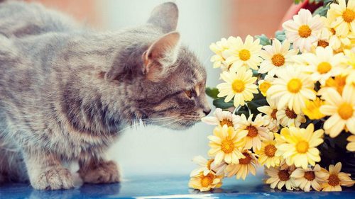 Эти комнатные цветы для кошек — смертельный яд: список опасных растений