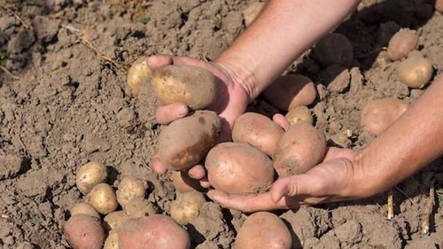 Когда начинать собирать урожай картофеля, чтобы он дольше хранился
