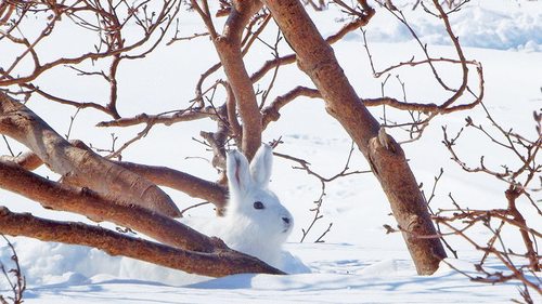 Как зимой спасать молодые деревья от грызунов и зайцев