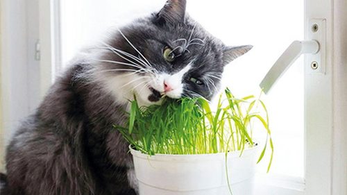 Эти комнатные цветы для кошек — смертельный яд: список опасных растений