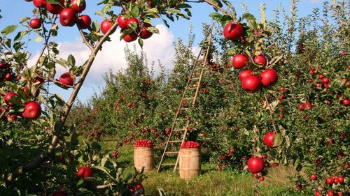 Яблони, вишни и груши завалят урожаем: подсыпьте в октябре под деревья эти удобрения