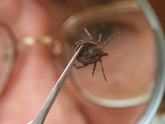 Борьба с комарами, мошками и клещами