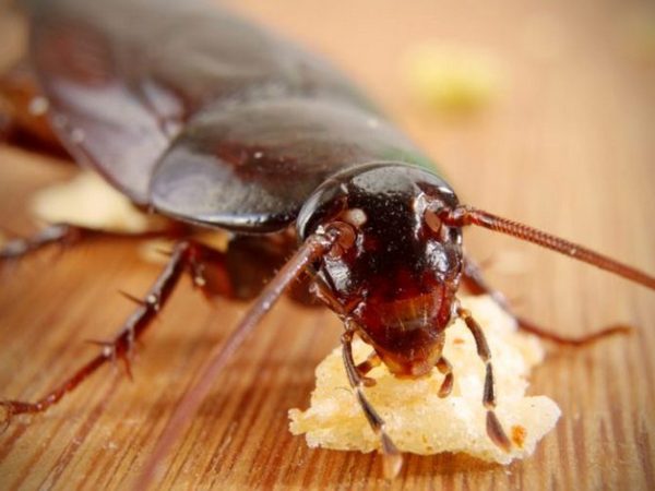 Как легко и быстро избавиться от тараканов в доме?