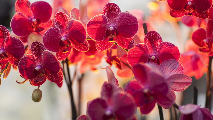 Специя, которая спасет орхидею: лайфхак как реанимировать фаленопсис