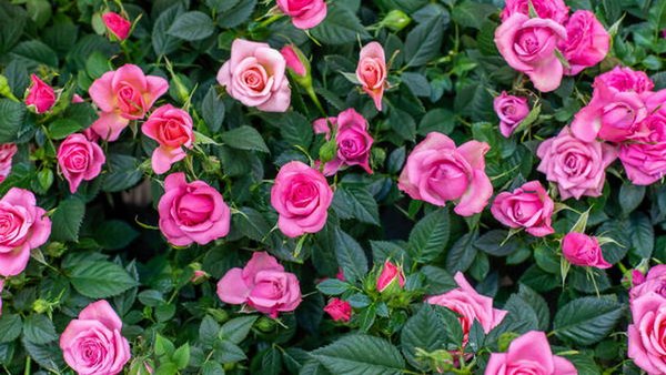 Касторовое масло для роз: как подкармливать для пышного цветения