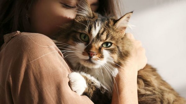 12 вещей, которые терпит кошка только из-за любви к вам