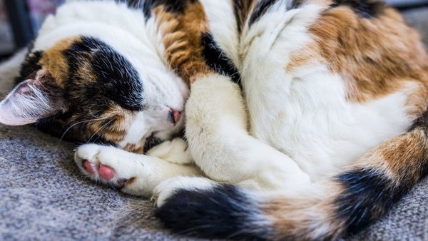 7 признаков, что вашей кошке скучно и как это исправить