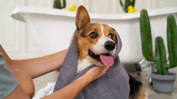 шампунь для собаки