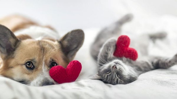 Уход за сердцем собак и кошек: ветеринар рассказал, как предотвратить распространенные болезни