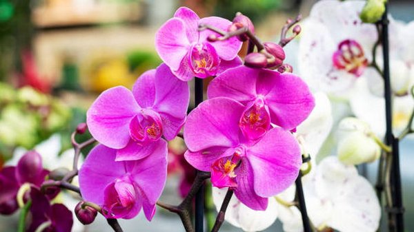 Если орхидея давно не цвела: есть один простой трюк, который стимулирует растение на новые бутоны