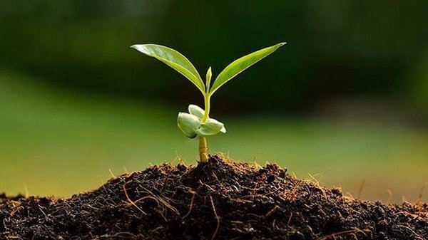 Как улучшить качество почвы перед посадкой растений