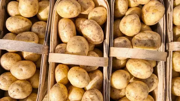 Подзабытый способ высадки картофеля — с двух соток будет больше тонны урожая в любую погоду